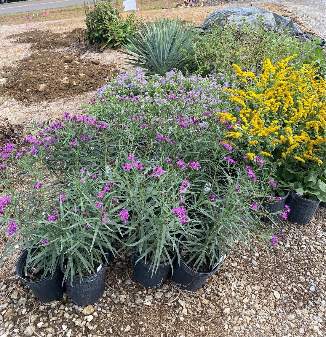 Potted aromatic aster, dwarf goldenrod, and ironweed ready to be planted at culver's root gardens