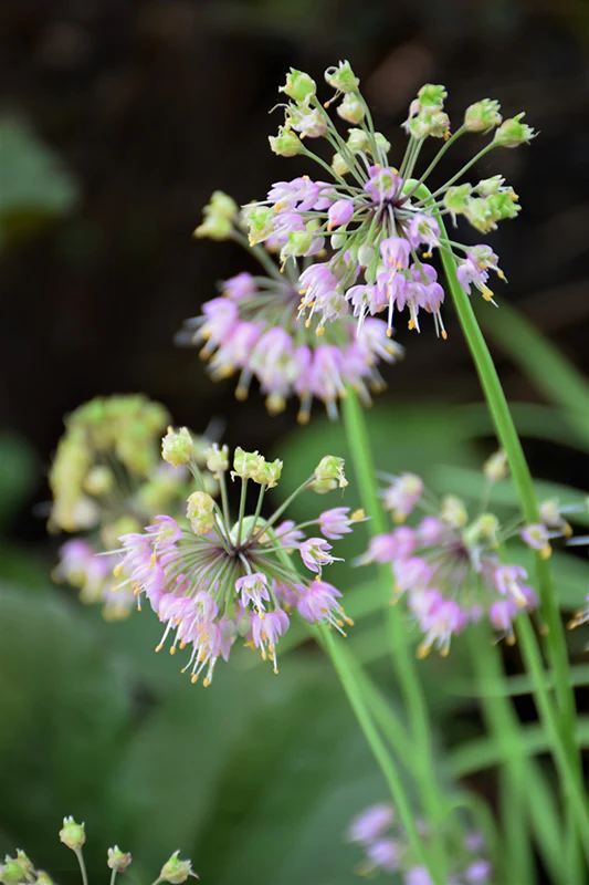 Allium Cernuum - Nodding Onion