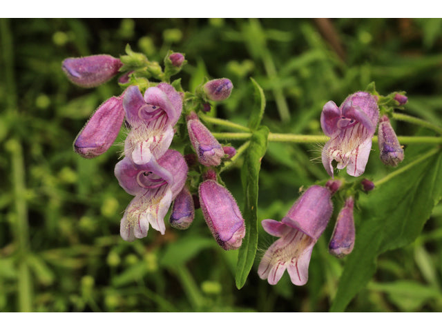 Penstemon Smallii - Small's Penstemon