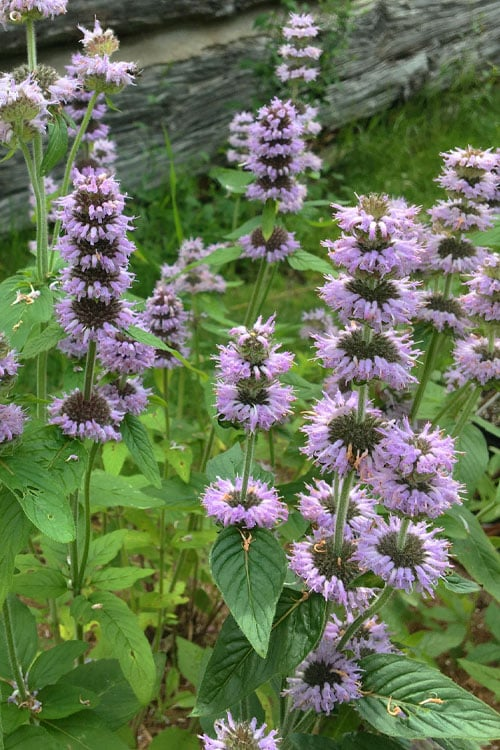 Blephilia Ciliata - Downy Wood Mint
