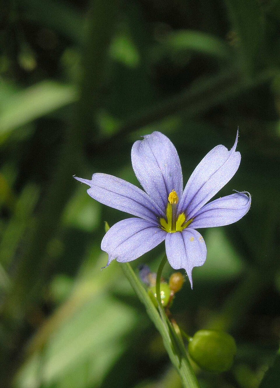 Sisyrinchium nashii - Nash's Blue Eyed Grass
