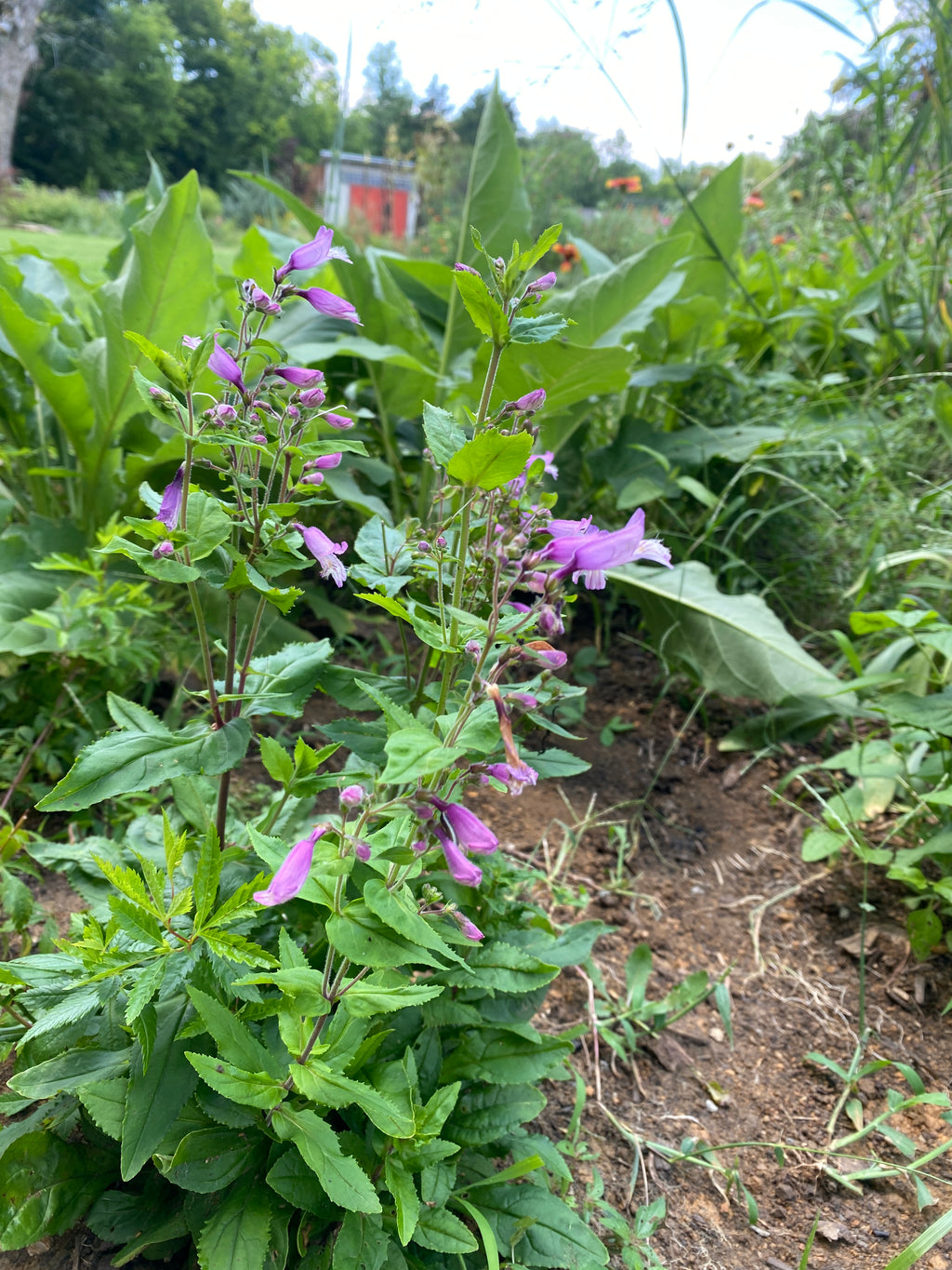 Penstemon Smallii - Small's Penstemon