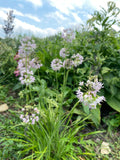 Allium Cernuum - Nodding Onion