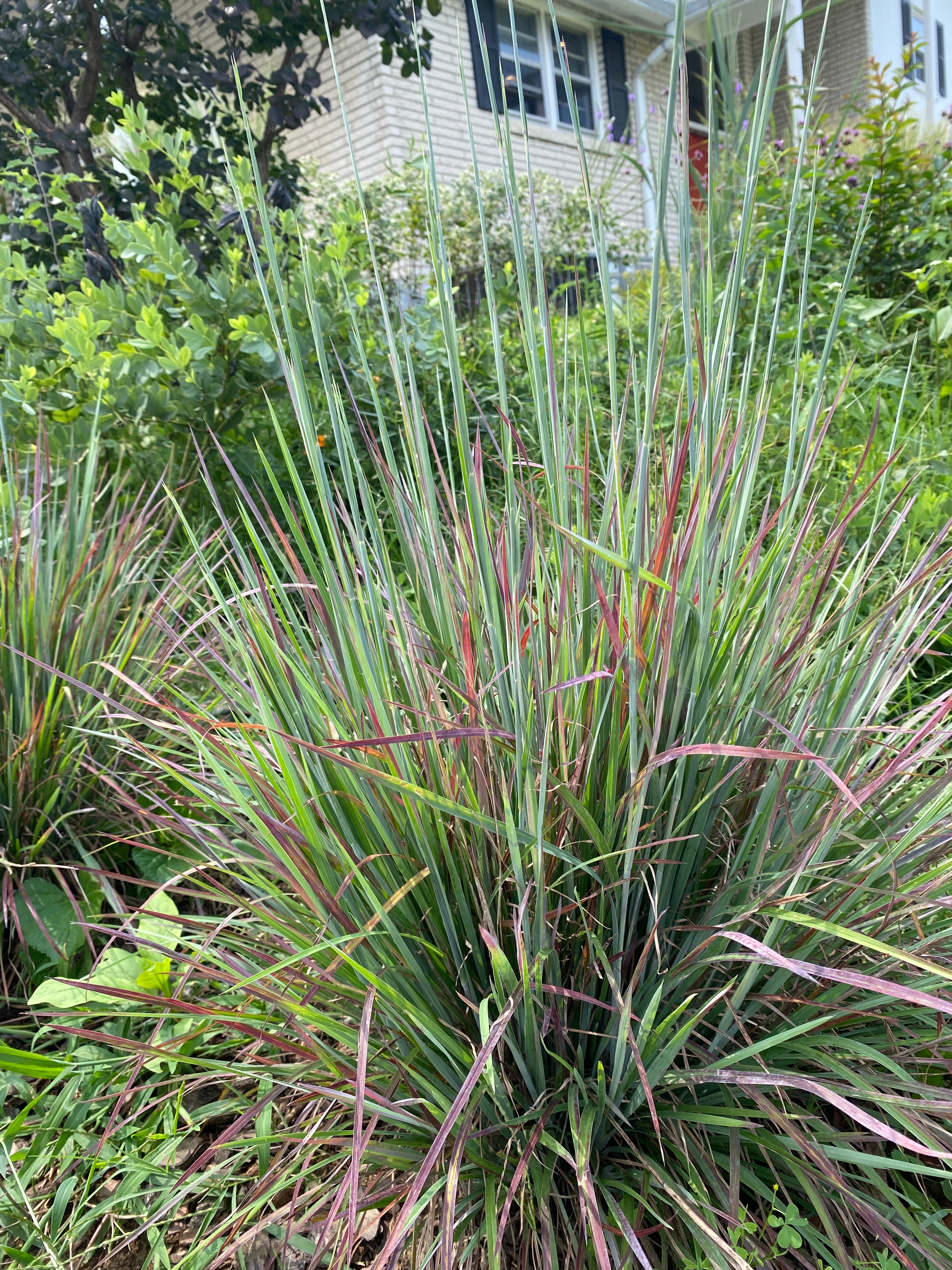 Schizachyrium Scoparium - Little Blue Stem