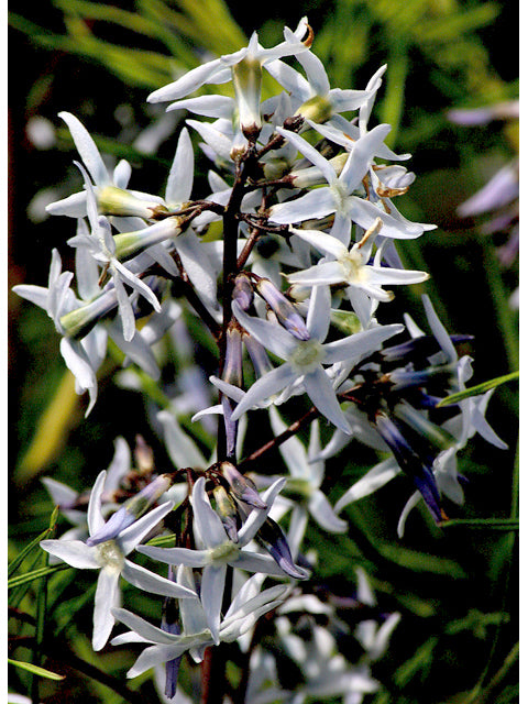 Amsonia Hubrichtii - Arkansas Bluestar