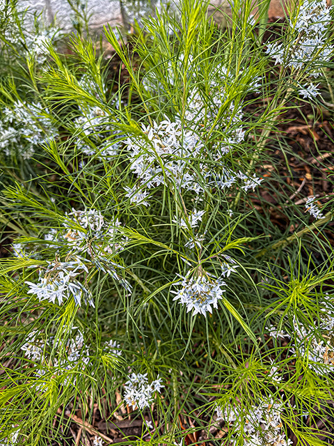 Amsonia Hubrichtii - Arkansas Bluestar