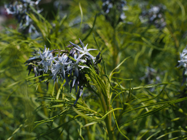 Amsonia Hubrichtii - Arkansas Bluestar