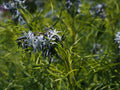 Amsonia Hubrichtii - Arkansas Bluestar