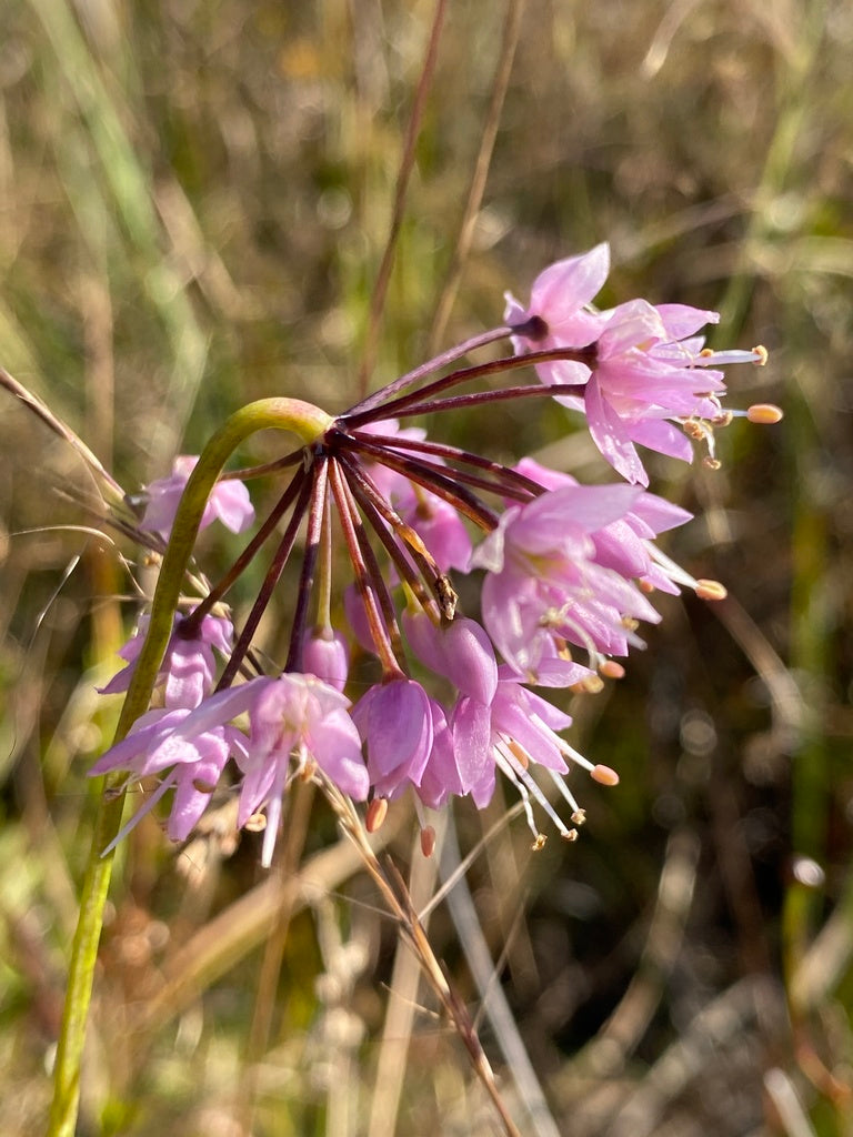 Allium Cernuum - Nodding Onion