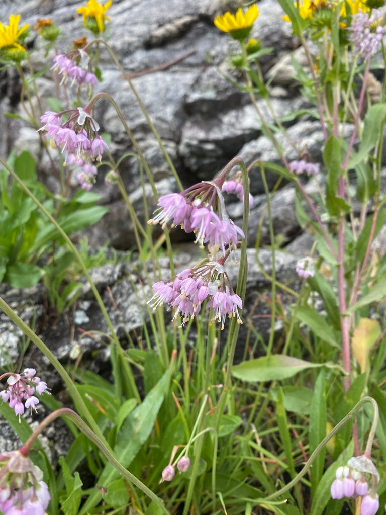 Allium Cernuum - Nodding Onion