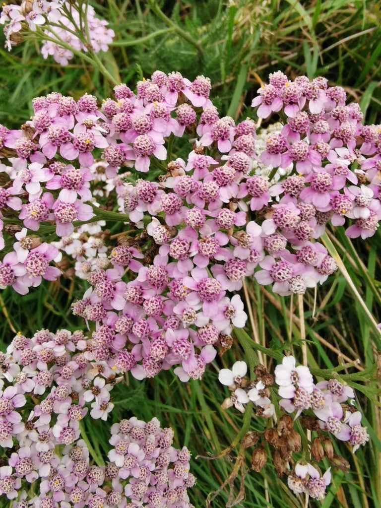 Achillea Millefolium - Yarrow
