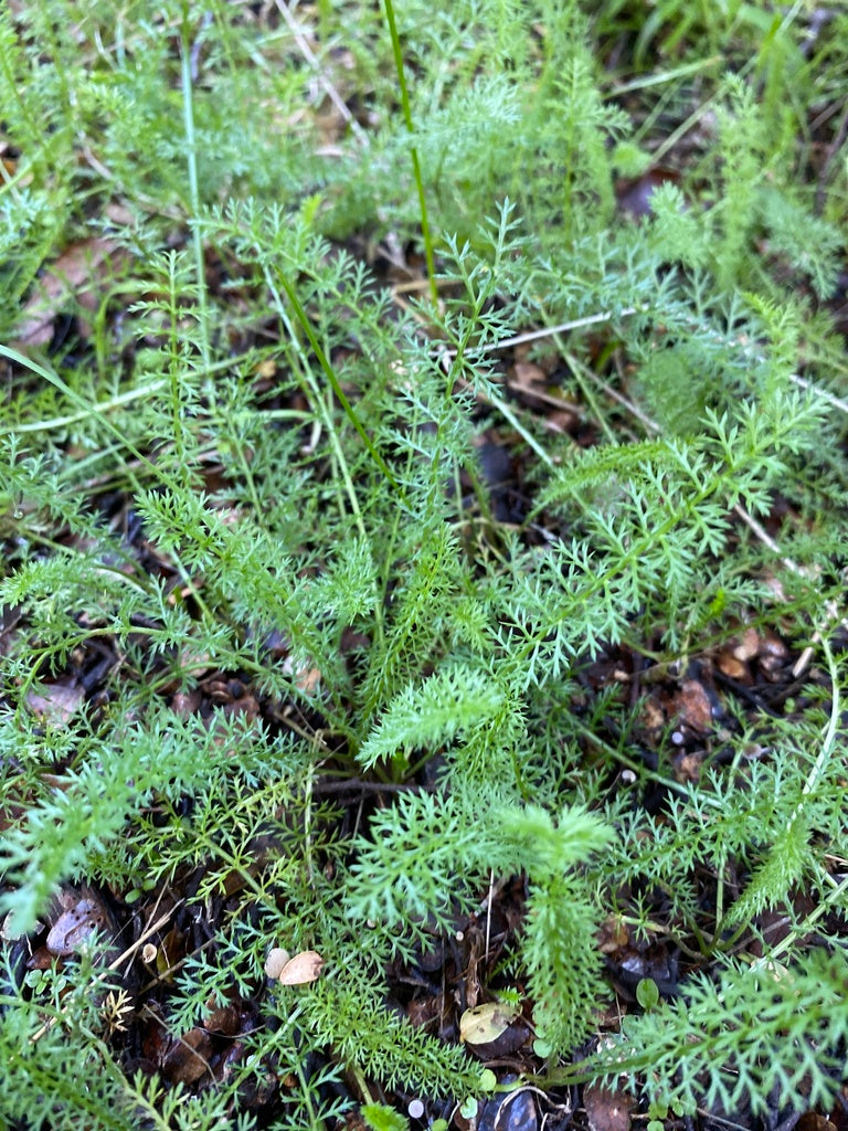 Achillea Millefolium - Yarrow