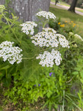 Achillea Millefolium - Yarrow