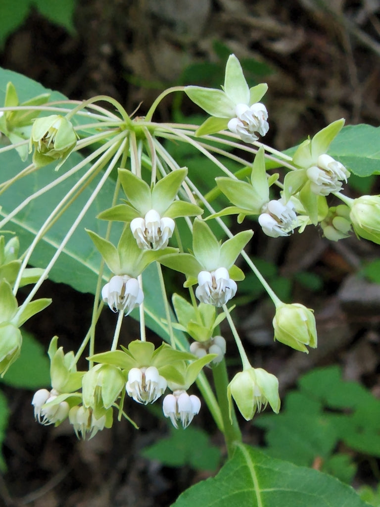Asclepias Exaltata - Poke Milkweed