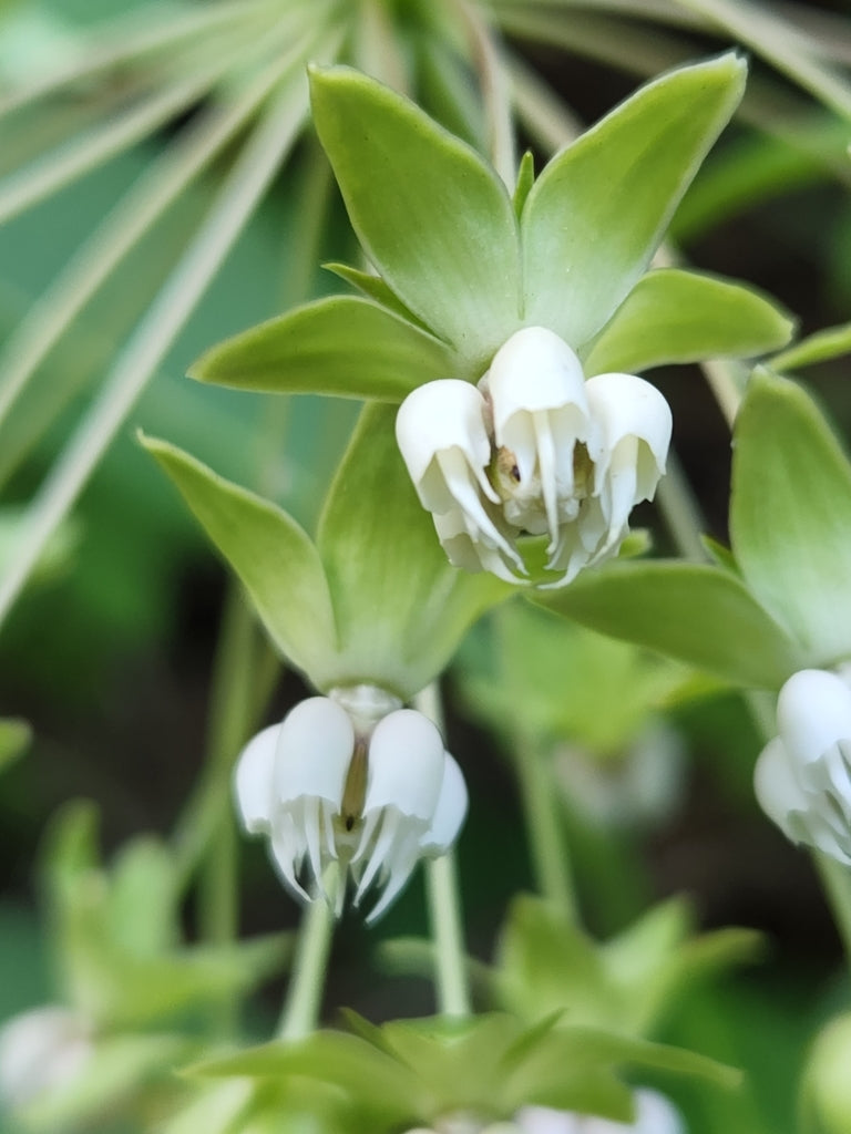 Asclepias Exaltata - Poke Milkweed