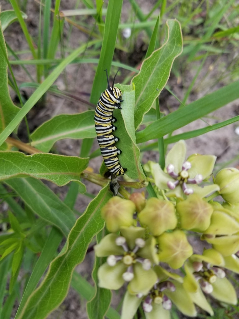 Asclepias Viridis - Spider Milkweed