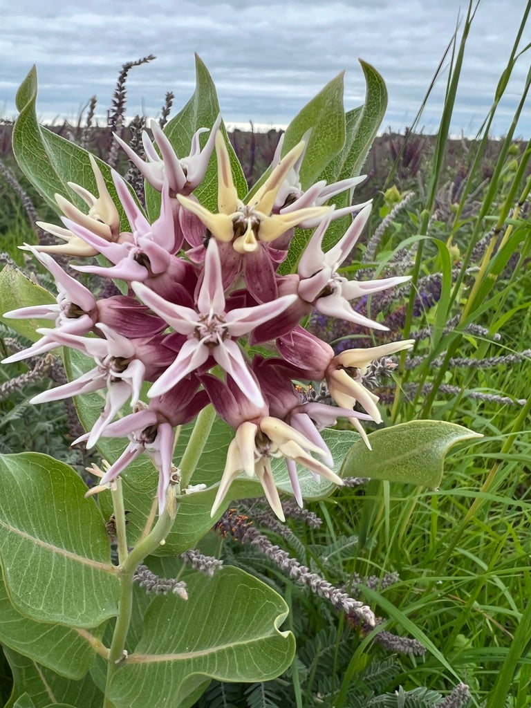 Asclepias Speciosa - Showy Milkweed