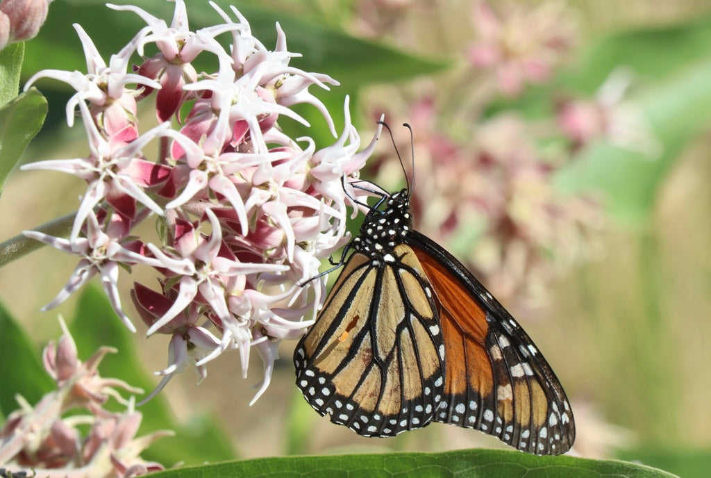 Asclepias Speciosa - Showy Milkweed