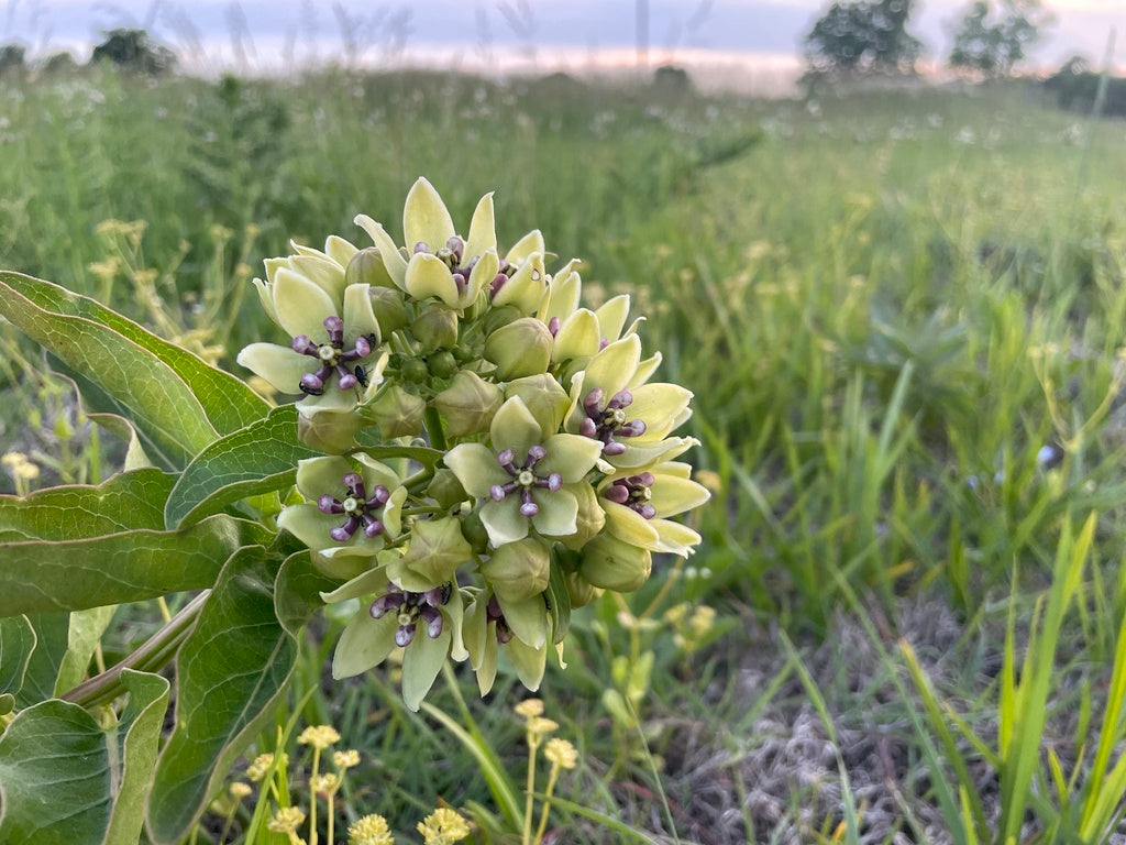 Asclepias Viridis - Spider Milkweed