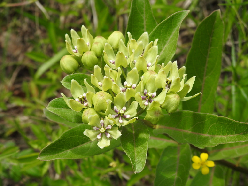 Asclepias Viridis - Spider Milkweed