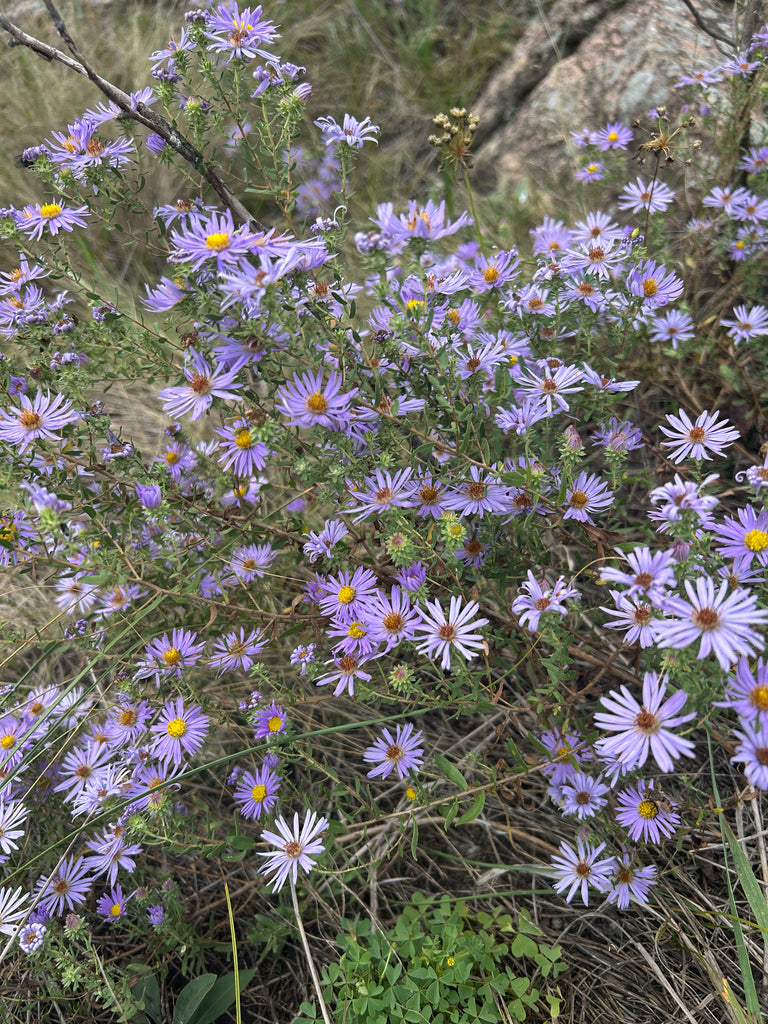 Symphyotrichum oblongifolium — Aromatic Aster