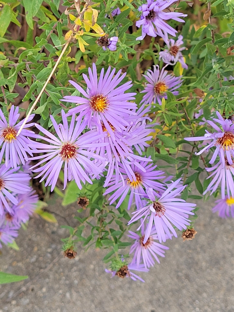 Symphyotrichum oblongifolium — Aromatic Aster