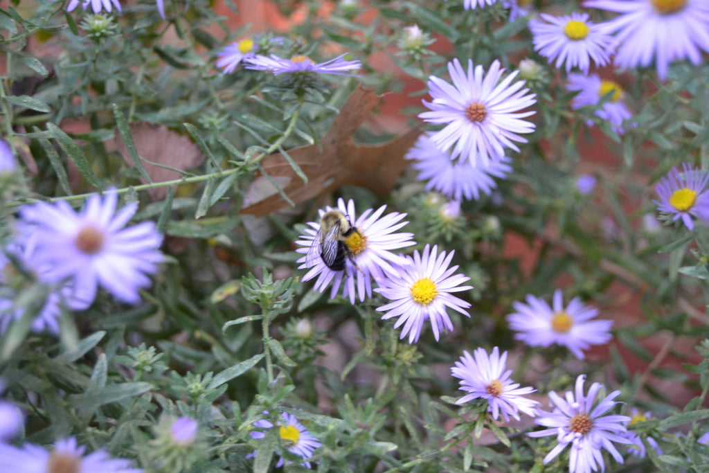 Symphyotrichum oblongifolium — Aromatic Aster