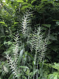 Elymus Hystrix - Bottlebrush Grass