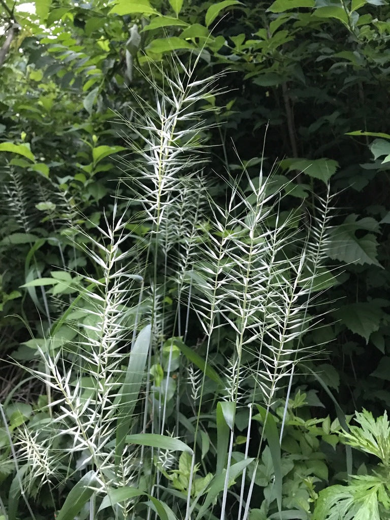 Elymus Hystrix - Bottlebrush Grass