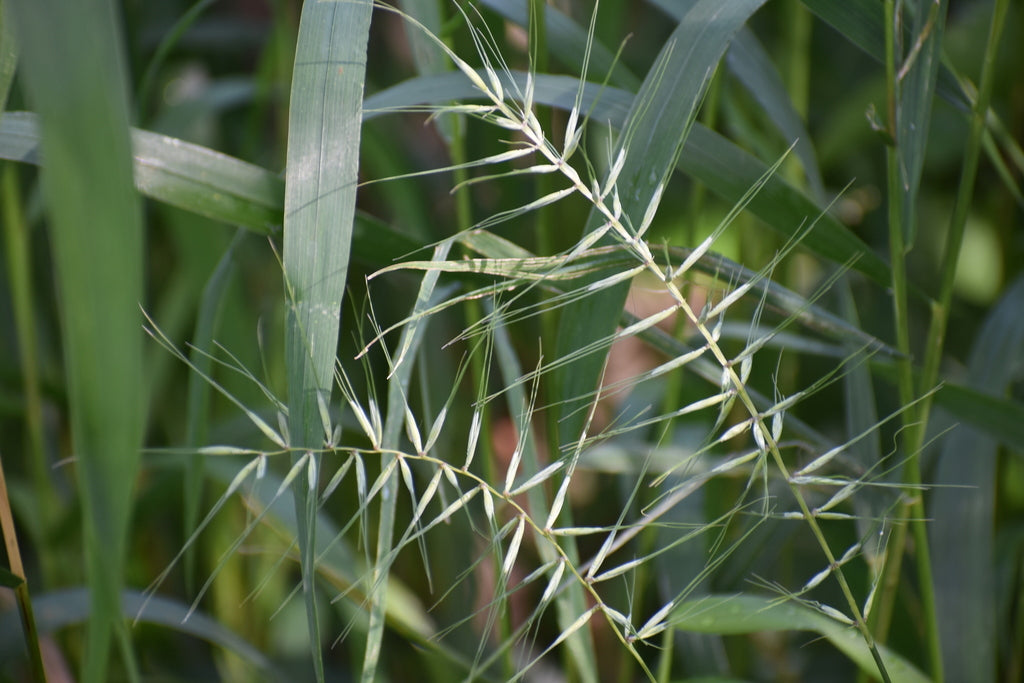 Elymus Hystrix - Bottlebrush Grass