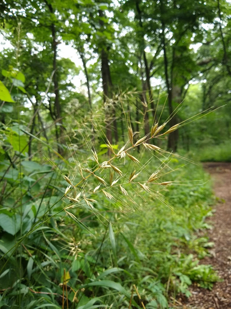 Elymus Hystrix - Bottlebrush Grass