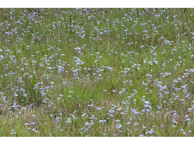 Sisyrinchium nashii - Nash's Blue Eyed Grass