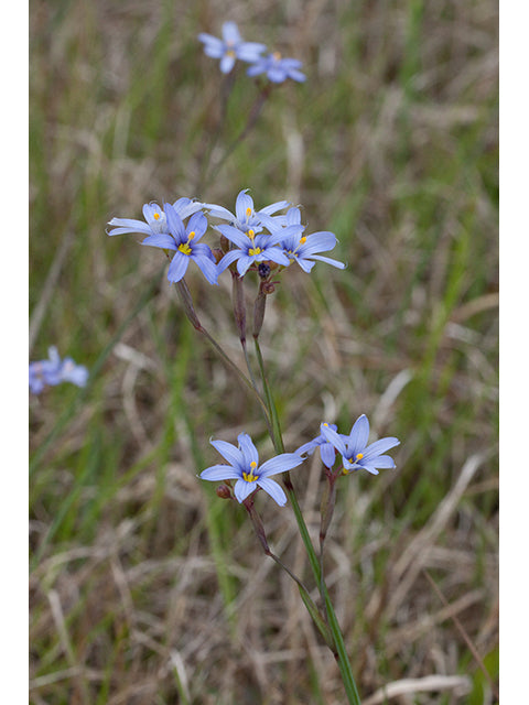 Sisyrinchium nashii - Nash's Blue Eyed Grass