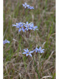 Sisyrinchium nashii - Nash's Blue Eyed Grass