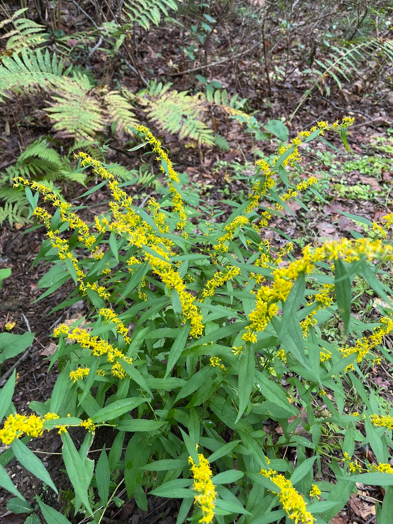 Solidago Caesia - Blue Stem Goldenrod