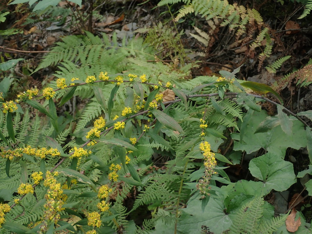 Solidago Caesia - Blue Stem Goldenrod