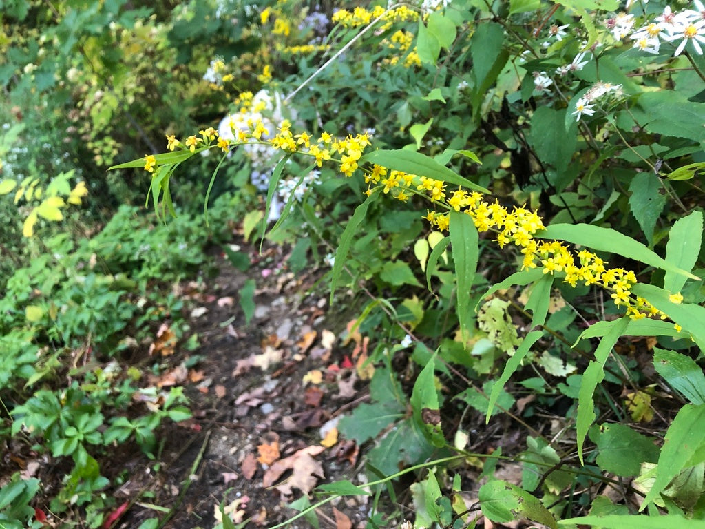 Solidago Caesia - Blue Stem Goldenrod