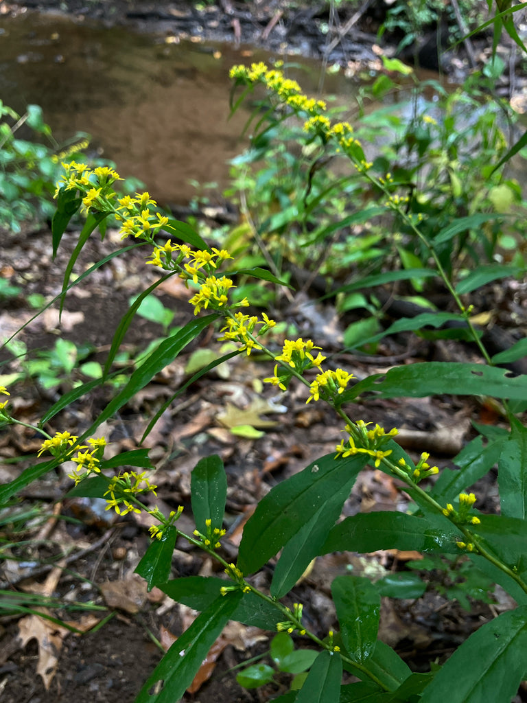 Solidago Caesia - Blue Stem Goldenrod