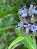 Blephilia Ciliata - Downy Wood Mint