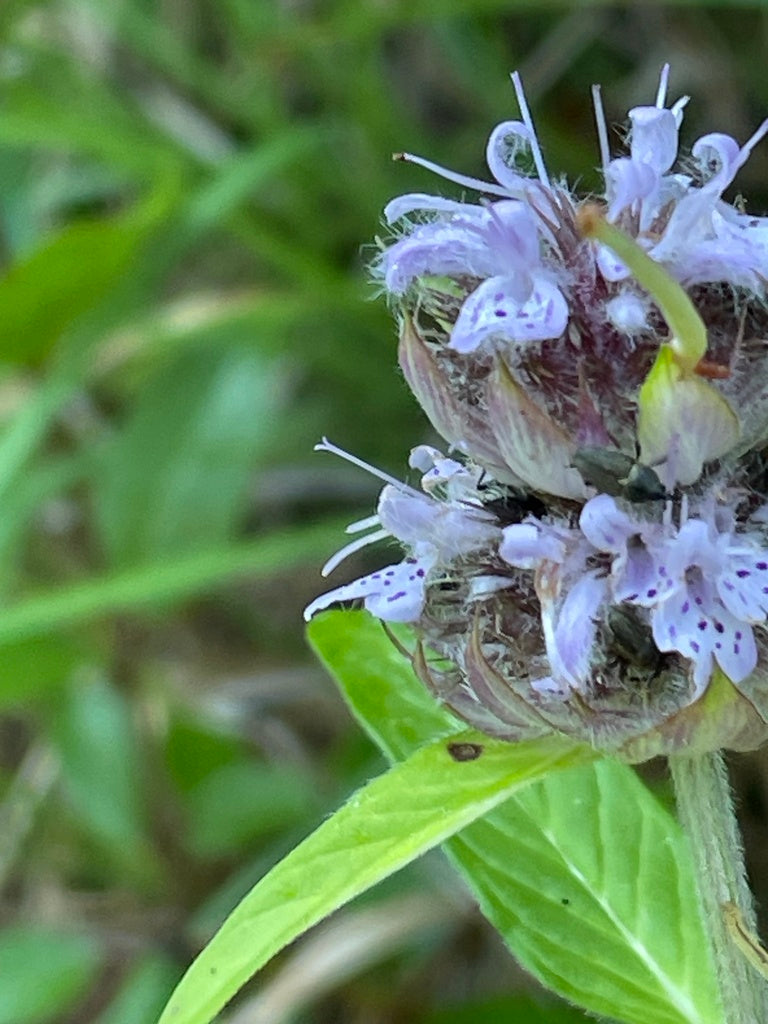 Blephilia Ciliata - Downy Wood Mint