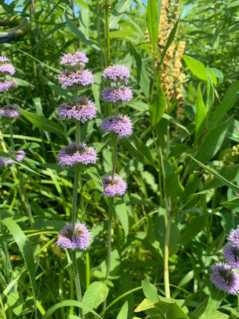 Blephilia Ciliata - Downy Wood Mint