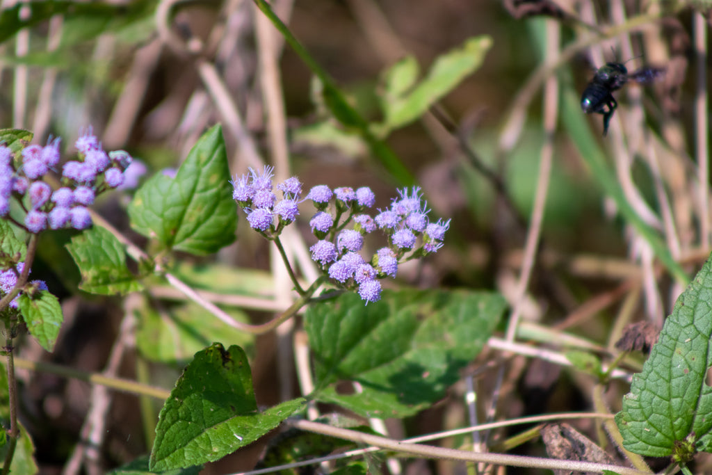 Conoclinium Coelestinum - Mistflower Ageratum