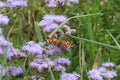 Conoclinium Coelestinum - Mistflower Ageratum