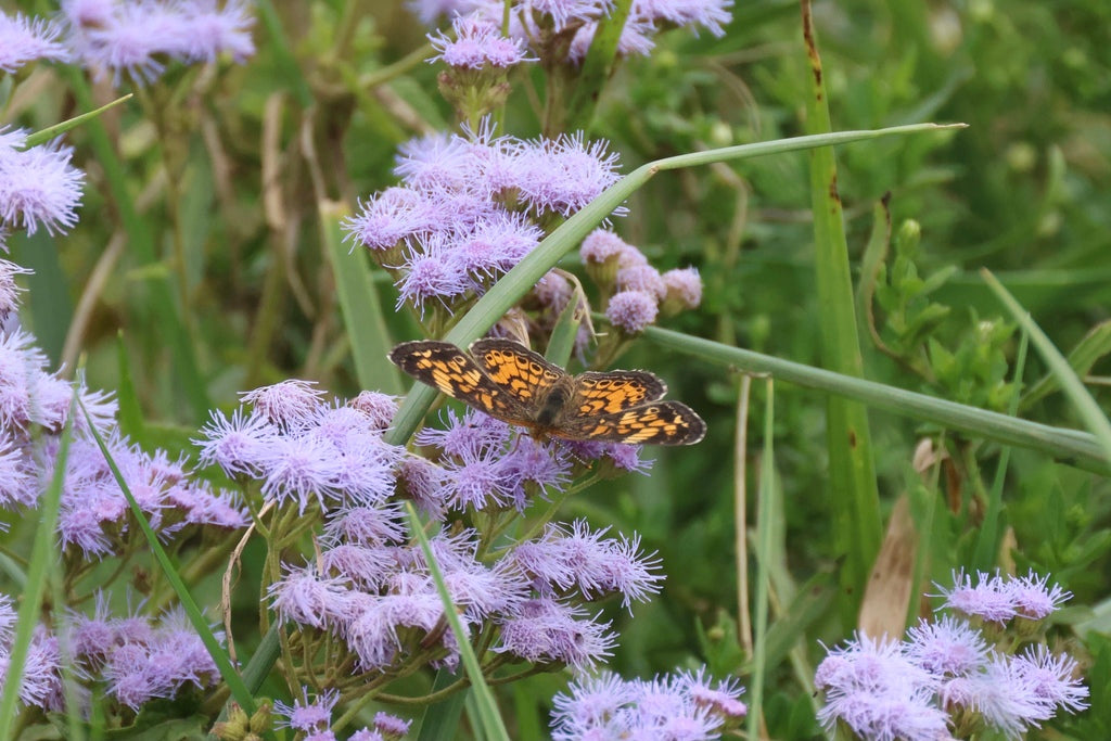 Conoclinium Coelestinum - Mistflower Ageratum