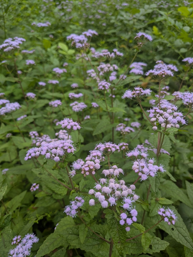 Conoclinium Coelestinum - Mistflower Ageratum