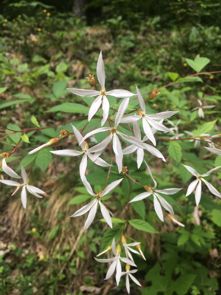 Porteranthus Trifoliatus - Bowman's Root