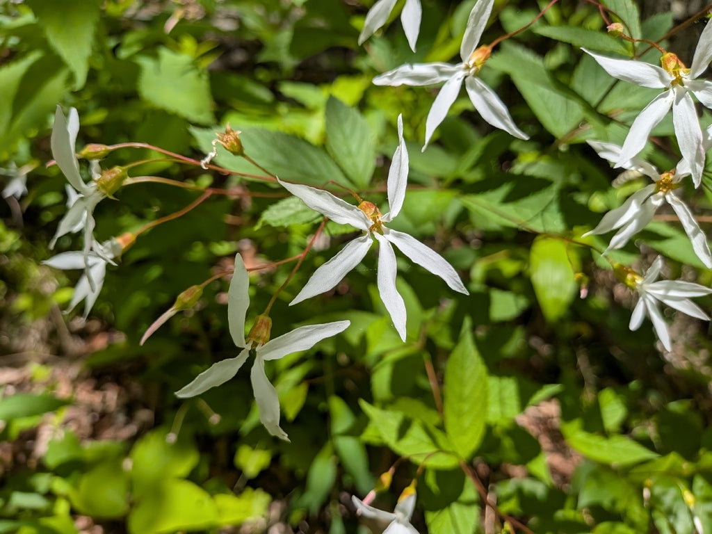 Porteranthus Trifoliatus - Bowman's Root