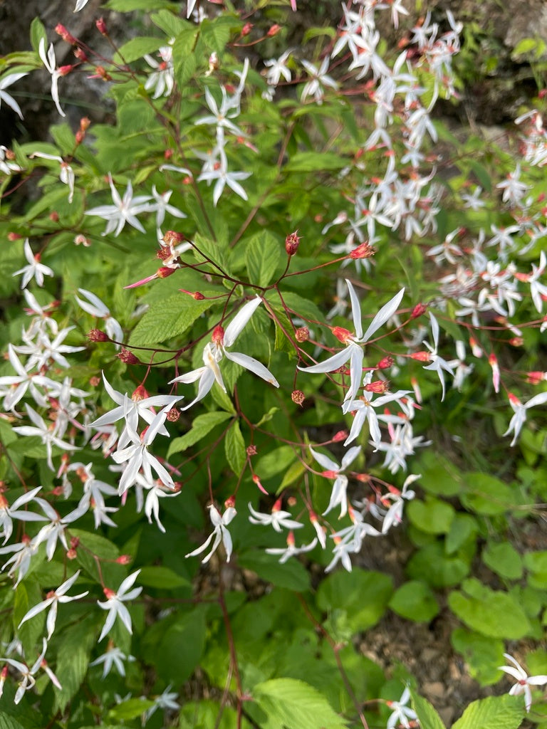 Porteranthus Trifoliatus - Bowman's Root