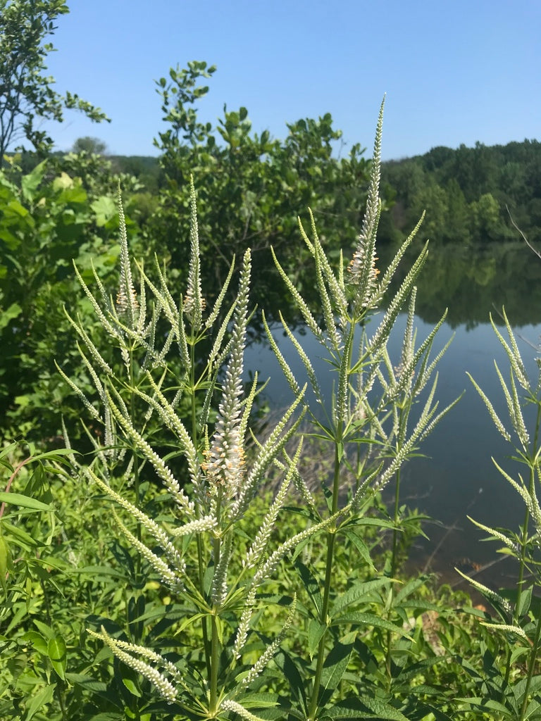 Veronicastrum Virginicum - Culvers Root