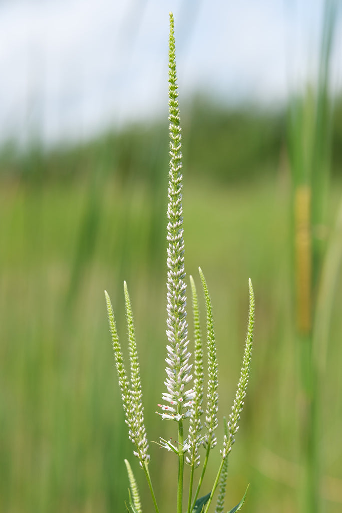 Veronicastrum Virginicum - Culvers Root